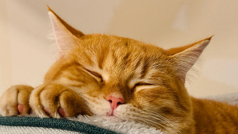 Orange cat sleeping