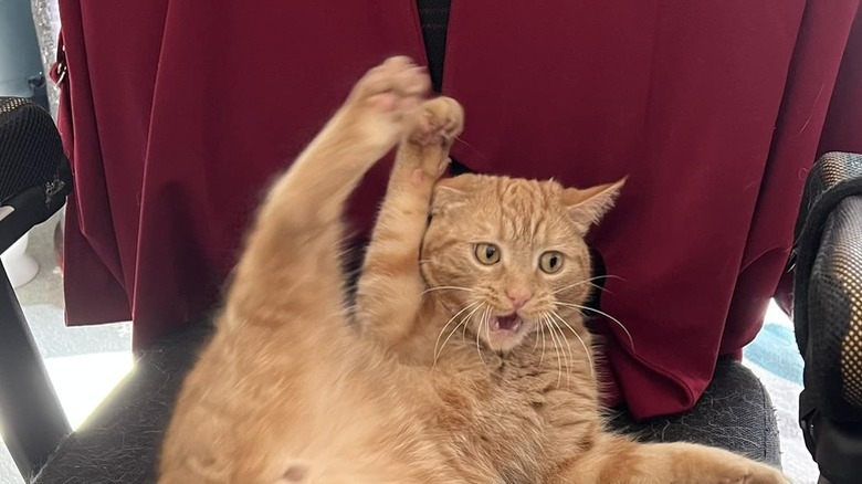 orange cat with paws in the air.