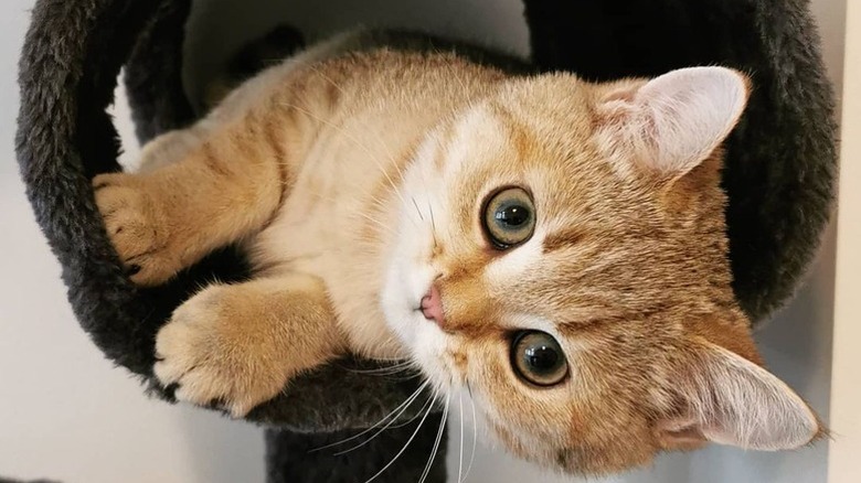 orange cat in tunnel toy on cat tower.