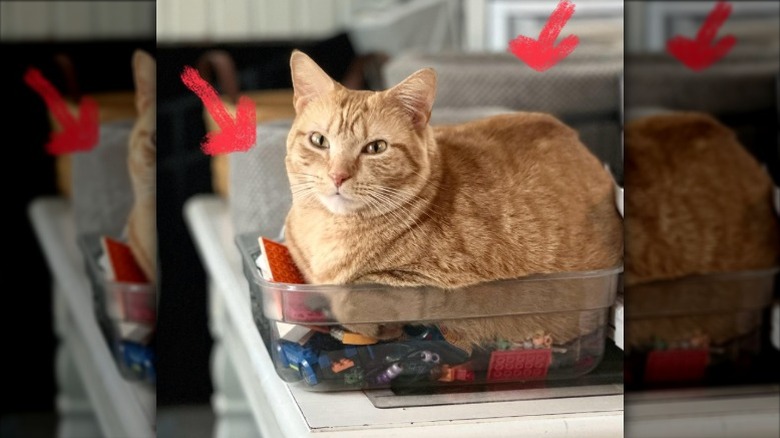 orange cat sitting in bin of Lego blocks.