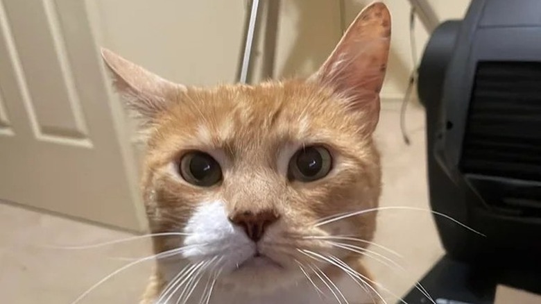 orange cat displeased person was gone for a week.