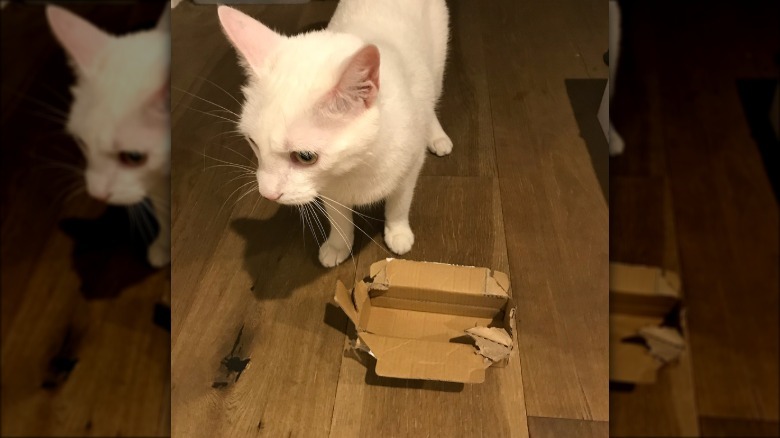 box is too small for a white cat.