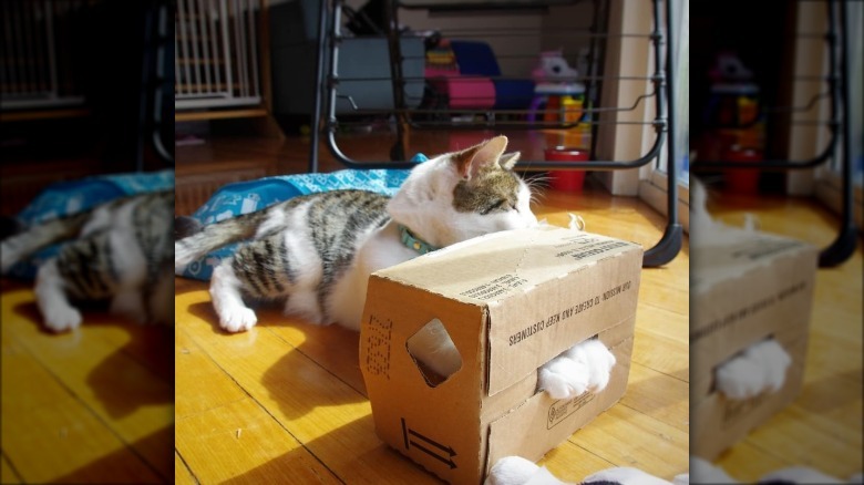 cat gets paws stuck in box.