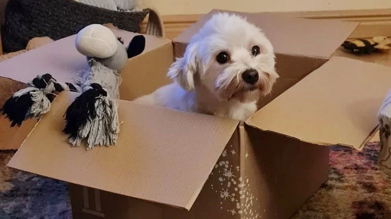 Coton de Tulear dog stuck in box.