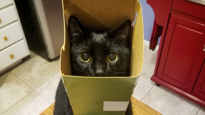 Cat with head in a box
