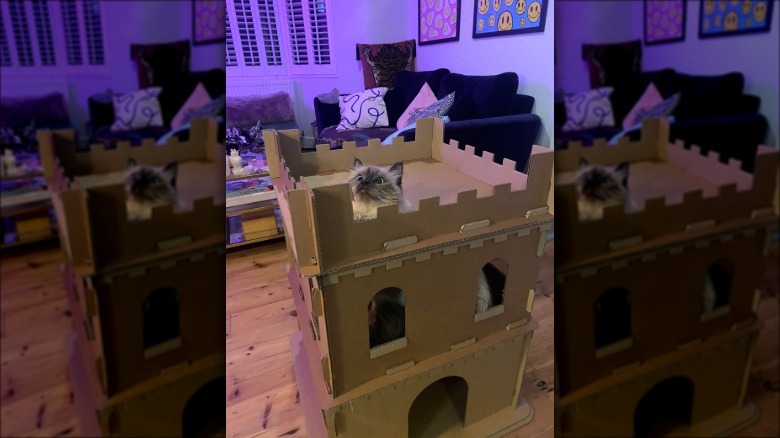 cat gets stuck in cardboard castle.