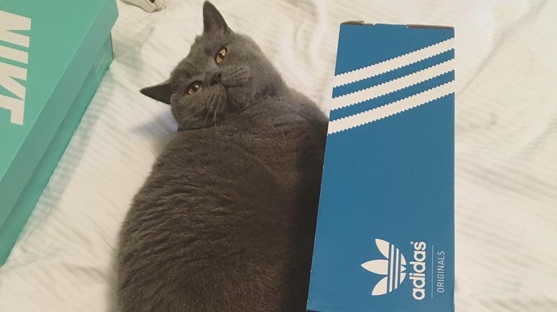 Gray British shorthair cat tips shoe box over.
