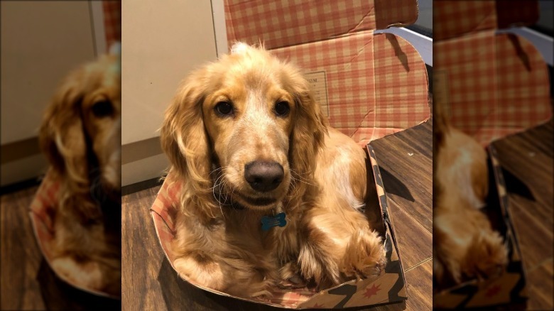 Cocker spaniel flattens cardboard box.