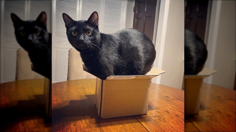 A black cat is too big for fitting inside a box.
