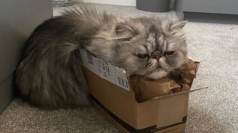 Persian cat uses box as pillow.
