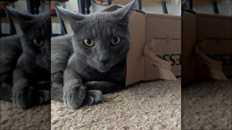 gray cat can't fit in box.