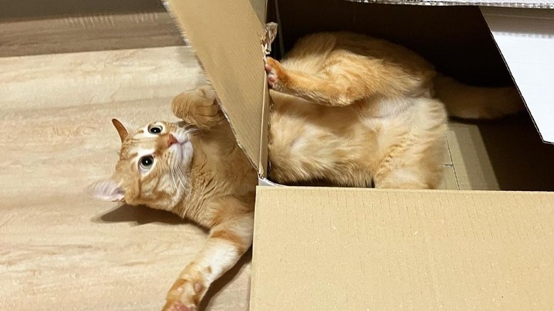 orange cat wrestling with box flap.