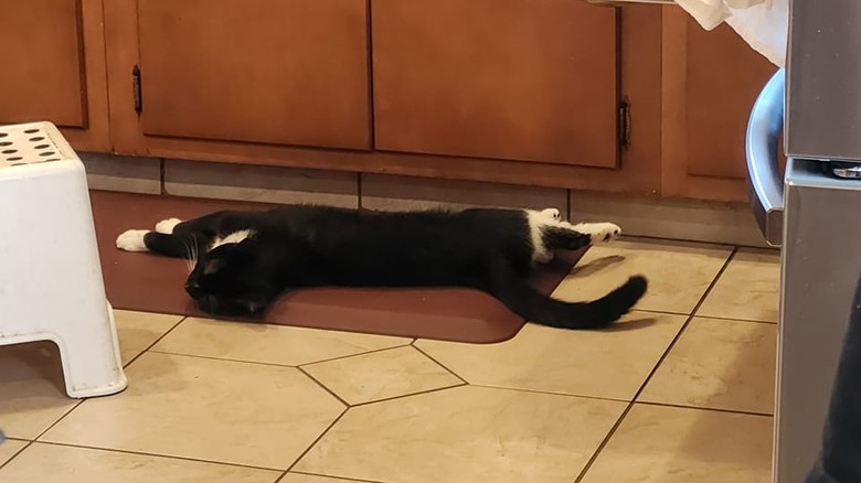 dramatic cat plays dead after getting squirted with water bottle.
