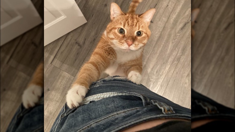orange cat climbs person leg.
