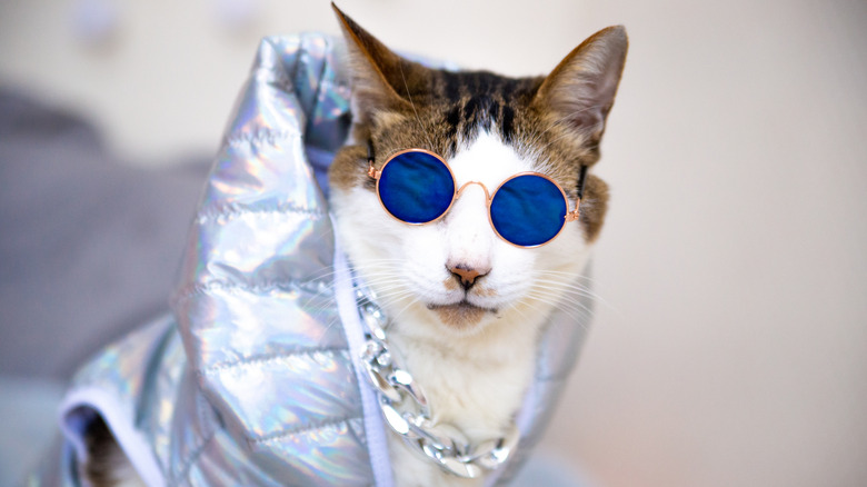 Funny cat in glasses and a jacket