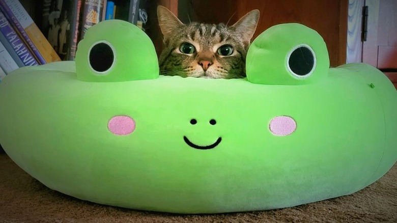 cat sleeping in frog-shaped cat bed.