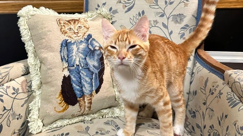 cat poses next to needlepoint of cat.