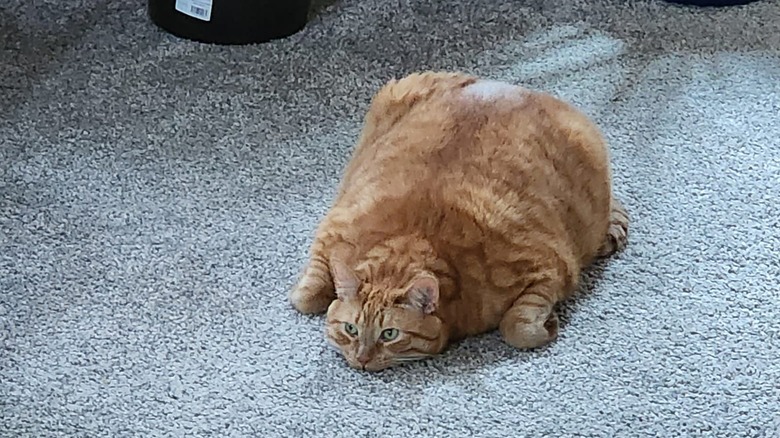thick orange cat getting flat to the ground.