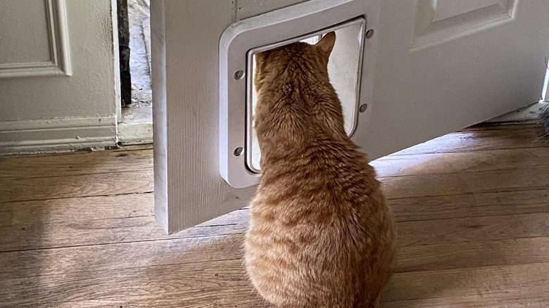 cat looking out cat window in people door.