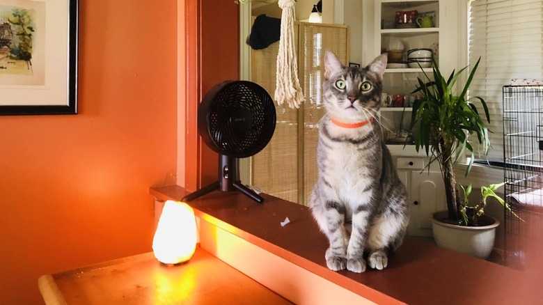 cat with orange collar has soulful face.