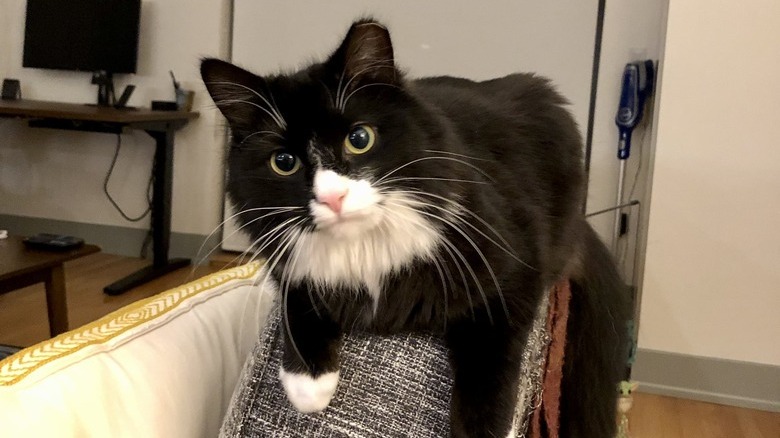 cat not happy human is packing a suitcase.