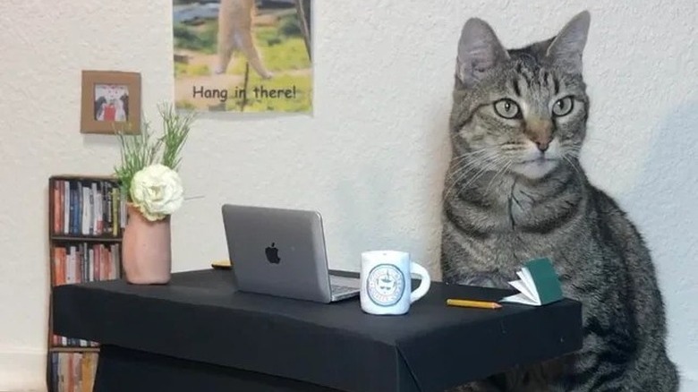 person builds cat-sized work from home desk for cat.