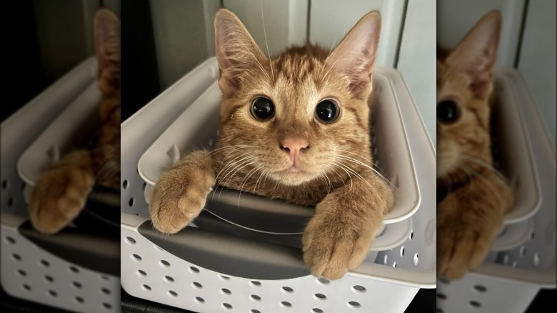 orange kitten has big black eyes.