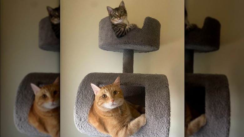cats in cat tower look like truckers with arm out window.