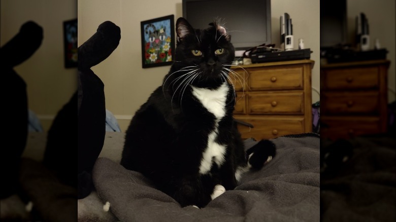 tuxedo cat wakes up with ear folded over.
