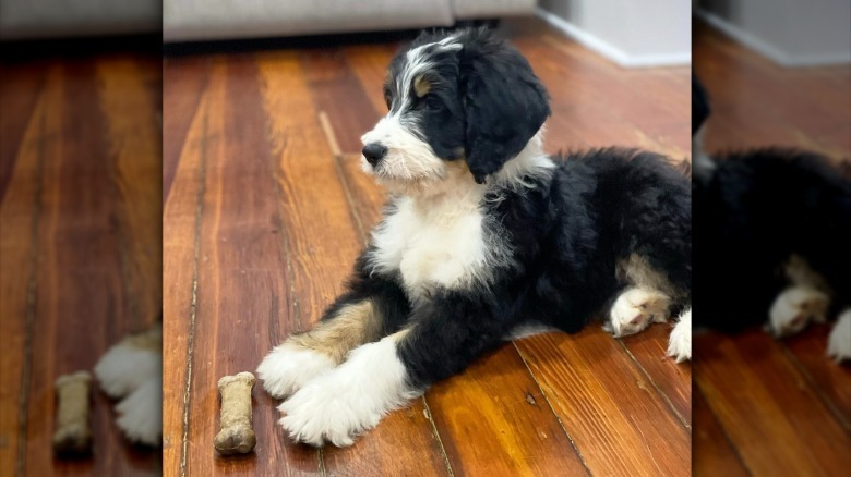 a puppy sitting primly in front of a bone.