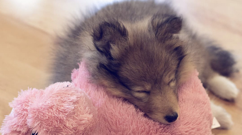 a puppy sleeping on its fluffy toy.