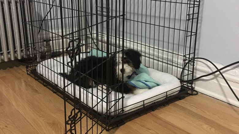 a puppy in its crate with a blue blanket.