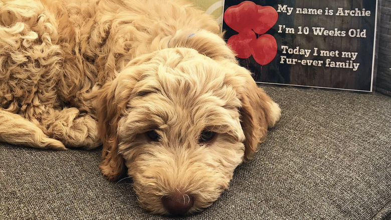 a dog named Archie lying on a couch with a sign saying "Today I met my fur-ever family".