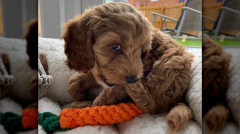 a puppy chewing on its hind leg.