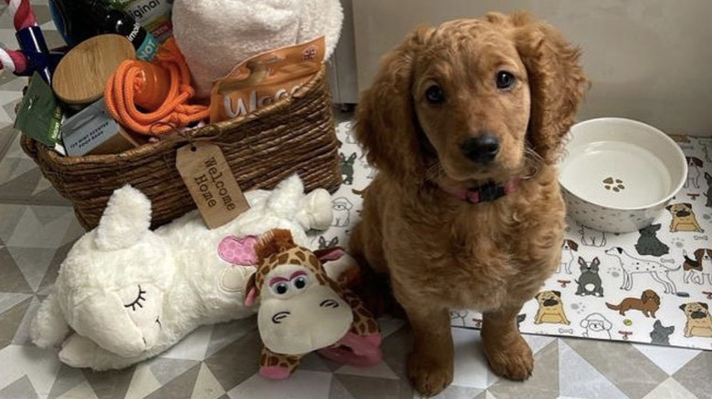a puppy sitting by its new toys and water bowl.