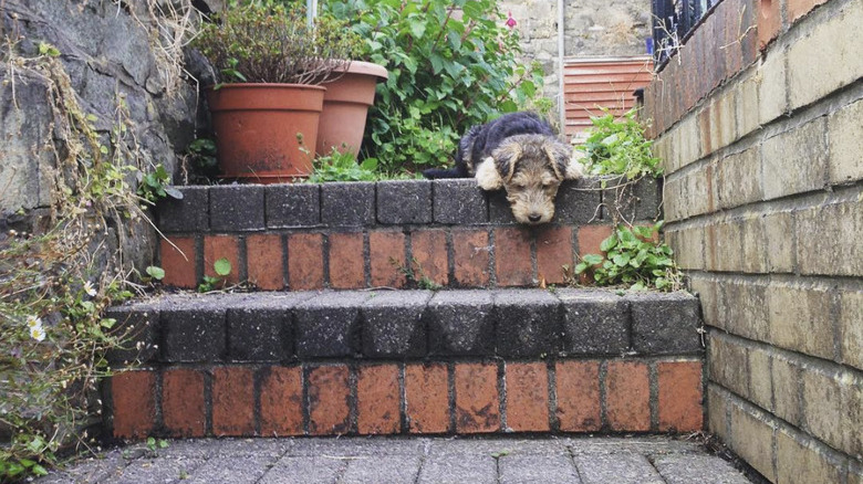 a puppy looking down a flight of stairs.