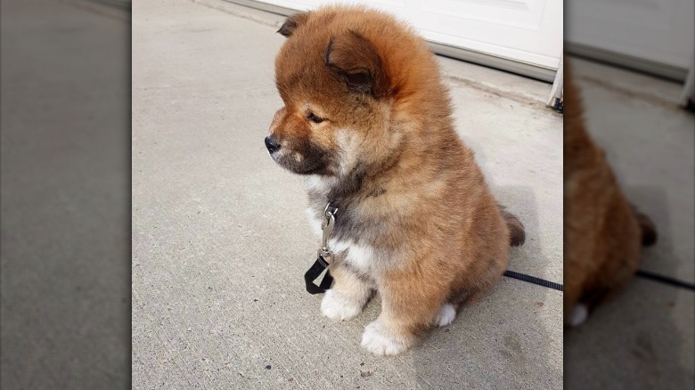 a fluffy shiba puppy looking contemplative.