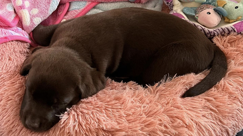 a brown puppy sleeping on a fluffy bed with a blanket and plush toys.