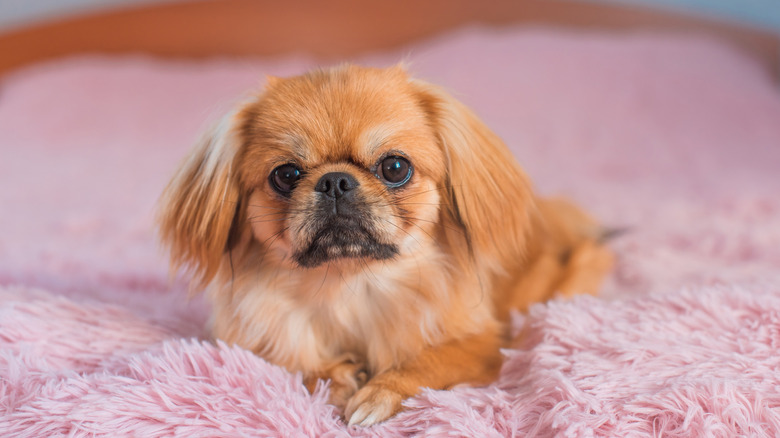 Pekingese puppy