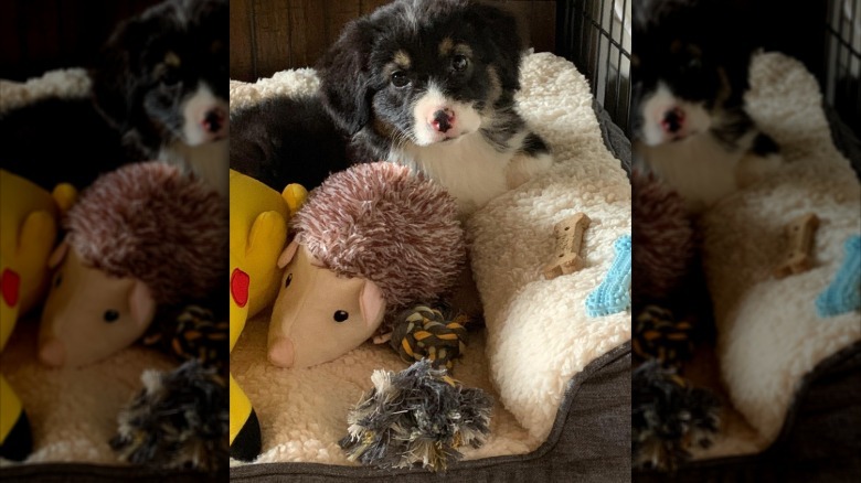 a puppy in its bed with two bones and a bunch of toys.