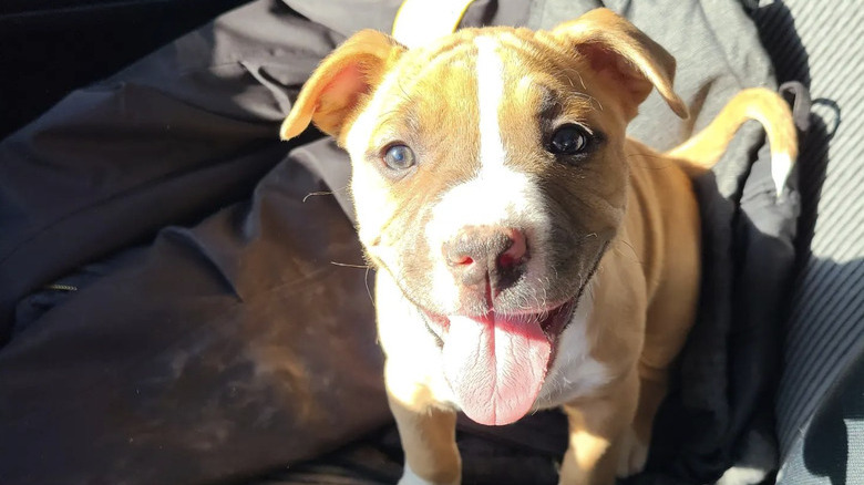 a dog sitting with its tongue out in the sunshine.