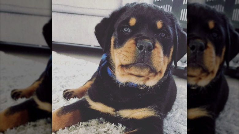 a cute puppy with blue eyes lying on a carpet.
