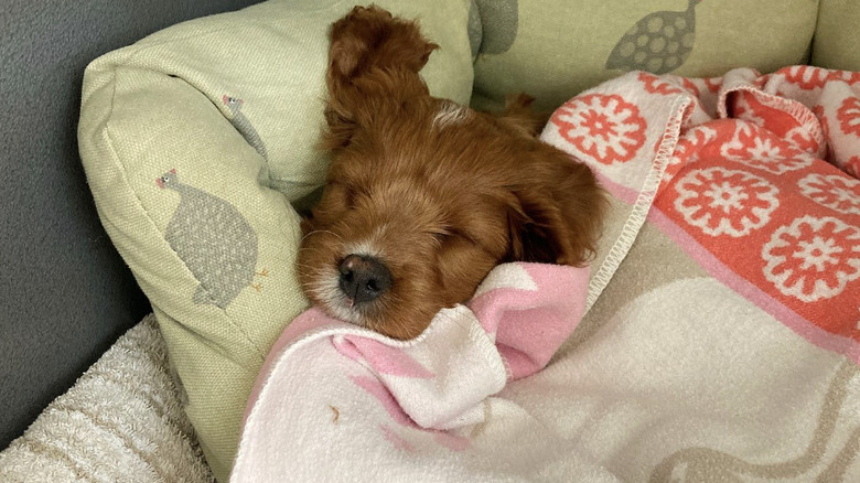 a dog tucked in with a blanket and fast asleep.