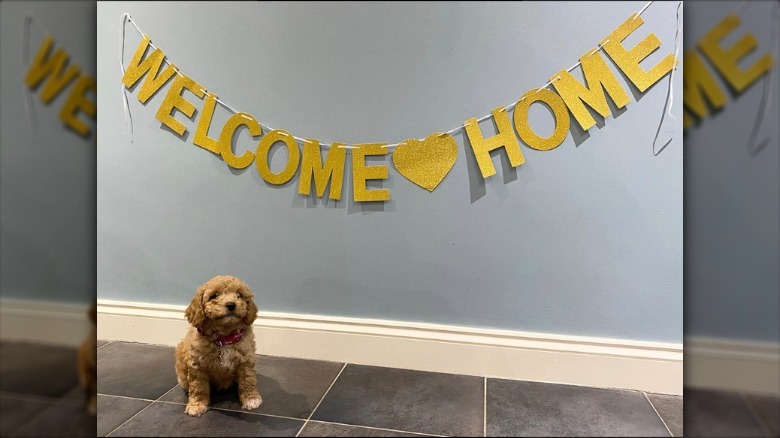 a puppy sitting in front of a big WELCOME HOME sign.