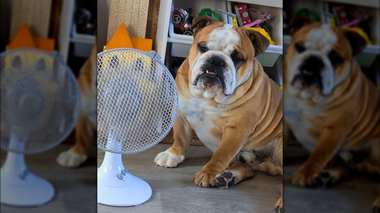 A large, wrinkly bulldog sitting by a fan.