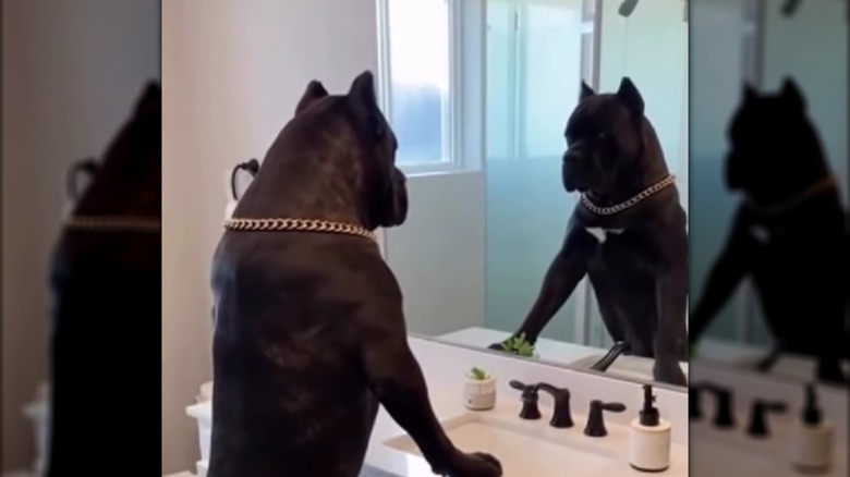 A large black cane corso standing on two legs and looking the mirror.