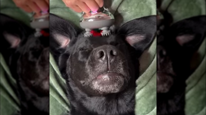 A black dog lying on its being and getting a head massage.