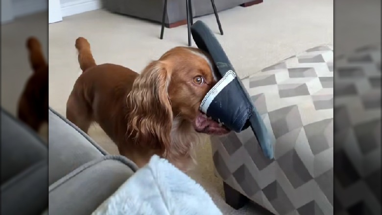 A brown cocker spaniel standing inside with a shoe in its mouth.