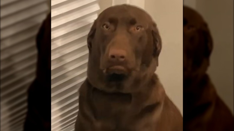 A brown dog with a large, expressive face.