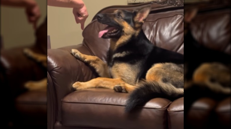 A hand pointing a German shepard's paw. The dog is sitting on a couch.